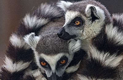 《光与影：33号远征队》媒体赞誉片 官方感谢中国玩家